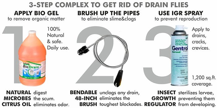 How to Get Rid of Drain Flies | Best Drain Fly Killers Infographics | StoppestInfo.com