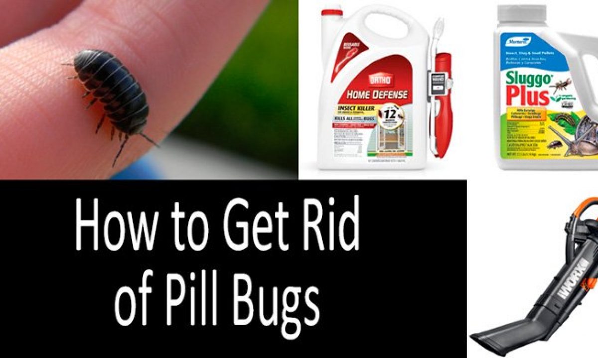 How To Get Rid Of Pill Bugs In The House Garden 21 Buyer S Guide
