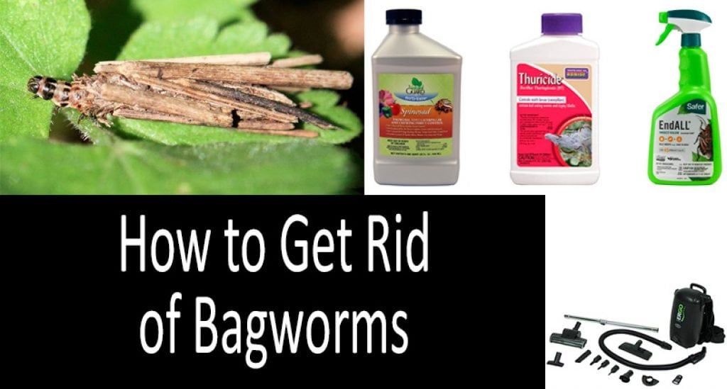 How to Get Rid of Bagworms on Evergreens & Indoor 2022 Buyer’s Guide