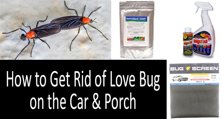 HOW TO GET RID OF LOVE BUG