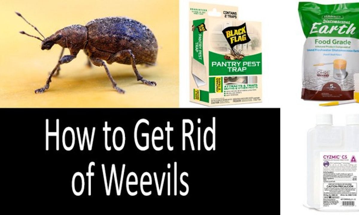 weevils in oatmeal