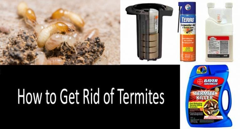 How To Get Rid Of Termites 7 Best Termites Killers 2022 Guide