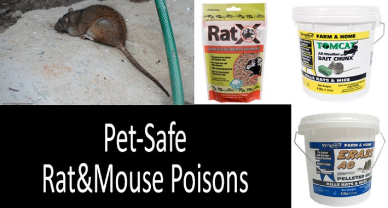 Scaling the Best Pet-Safe Rat and Mouse Poisons | 2022 Buyer's Guide