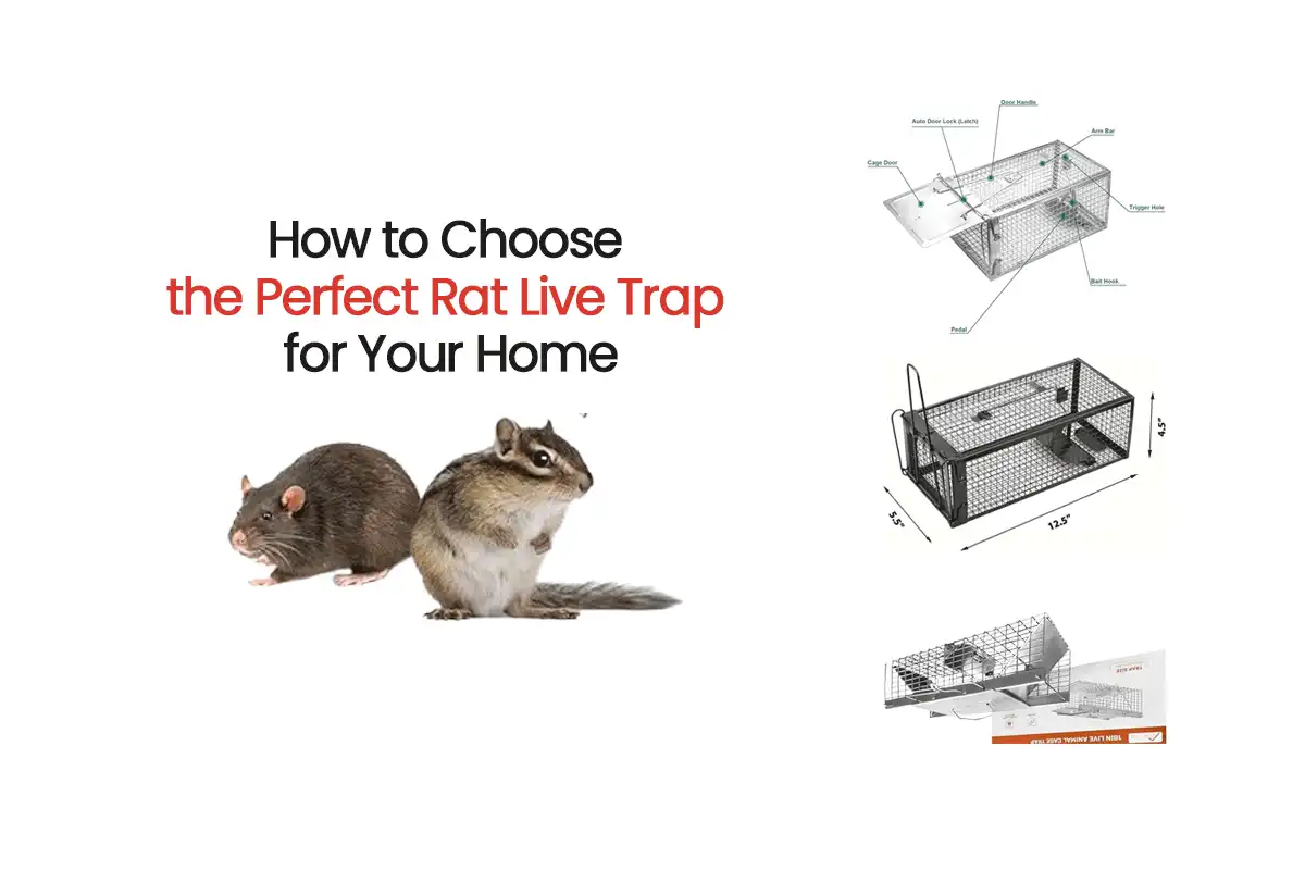 The-best-rat-live-traps