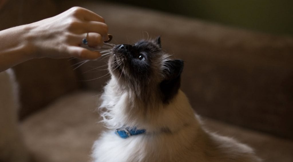 flea collar for cats: photo