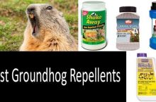 5 Best Groundhog Repellents | 2022 Beneficial Buyer’s Guide