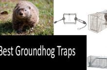 Best Groundhog Traps | 2022 Awesome Buyer’s Guide