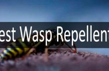 Can Wasps Be Repelled? Are the Repellents Effective? Debunking the Myths!