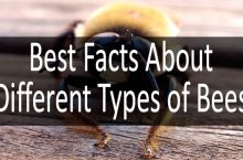 Let’s Learn About Carpenter Bees And Other Types Of Bees