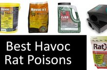 Havoc Rat Poison: Effectiveness, Review & Alternatives (Pros & Cons) – Buyer’s Guide