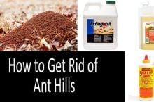 How To Get Rid Of Ant Hills | 2022 Awesome Buyer’s Guide