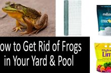 How To Get Rid Of Frogs In Your Yard & Pool | 2022 Buyer’s Guide