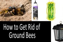 How To Get Rid Of Ground Bees | Beneficial Buyer’s Guide