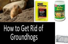 How To Get Rid Of Groundhogs | 2022 Comprehensive Buyer’s Guide