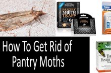 How To Get Rid Of Pantry Moths In The Kitchen: Best Pantry Moth Traps