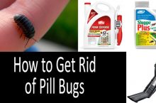 How To Get Rid Of Pill Bugs in the House & Garden | 2022 Buyer’s Guide