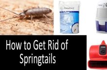How To Get Rid Of Springtails | 2022 Beneficial Buyer’s Guide