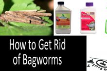 How To Get Rid of Bagworms on Evergreens & In House | 2022 Buyer’s Guide