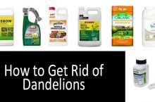How to Get Rid of Dandelions in the Lawn | 2022 Awesome Buyer’s Guide