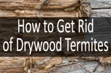 Drywood Termites in House : How to Keep Them Away?