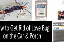 How to Get Rid of Love Bugs on the Car & Porch | 2022 Buyer’s Guide