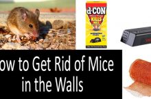 How to Get Rid of Mice in the Walls | 2022 Comprehensive Buyer’s Guide