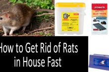 What Kills Rats Instantly | How to Get Rid of Rats in House Fast | 2022 Buyer’s Guide
