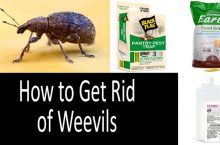 How to Get Rid of Weevils in the Kitchen & Garden: 2022 Buyer’s Guide