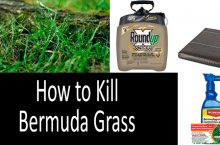 How to Kill Bermuda Grass without Harming the Lawn | 2022 Buyer’s Guide
