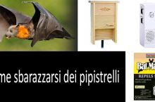 Come sbarazzarsi dei pipistrelli: cosa sono i repellenti per pipistrelli e cosa dovresti fare se ci sono pipistrelli in casa e in soffitta
