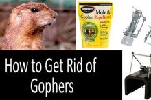 How to get rid of gophers? What is more efficient: gopher traps, poisons or repellents? Gopher control: which methods are approved by scientists?