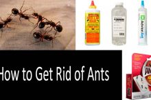 How to Get Rid of Ants: 6 effective strategies and 17 ant control products