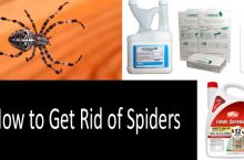 How to Get Rid of Spiders With 10 Best Spider Control Products