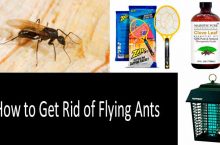 How to Get Rid Of Flying Ants