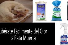 Libérate Fácilmente Del Olor A Rata Muerta: 5 Formas Probadas