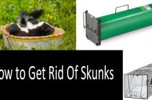 How to Catch a Skunk and Which Skunk Traps to Pick?