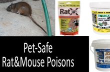Pet-Safe Rat&Mouse Poisons: 1-10 Scale | 2022 Buyer’s Guide