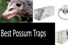 How to Trap a Possum: Picking a Possum Trap