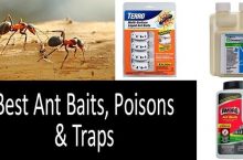 11 Best Ant Baits, Poisons & Traps in 2022 | Comprehensive Buyer’s Guide