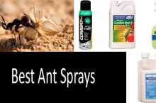 TOP-10 Best Ant Sprays | 2022 Beneficial Buyer’s Guide