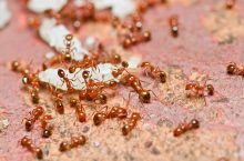 Fire Ants vs Red Ants – What’s The Difference?