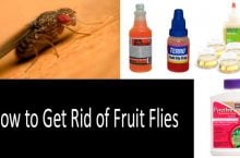 TOP-5 Best Fruit Fly Traps Worth Buying | Buyer’s Guide