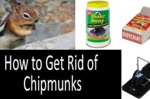 A Complete Guide to Getting Rid of Chipmunks:  Picking Traps, Bait, Repellents and Preventive Treatment