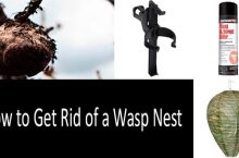 How to Get Rid of a Wasp Nest: 6 Best Wasp Nest Removal Methods and Products