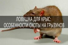 Ловушка для крыс: особенности охоты на грызунов