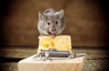 How to Get Rid of Mice in Basement – 4 Effective Methods?