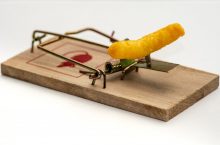 What Is The Best Bait for Mouse Traps?