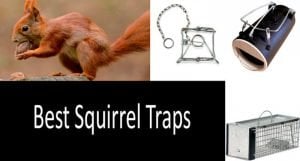 Best Squirrel Traps & Baits